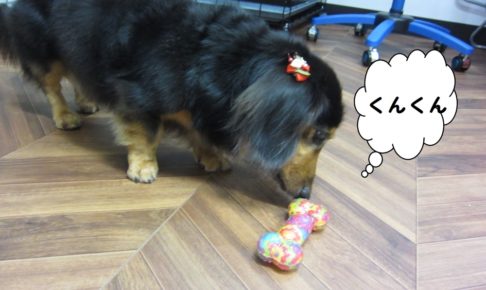 においをかぐミニチュアダックス