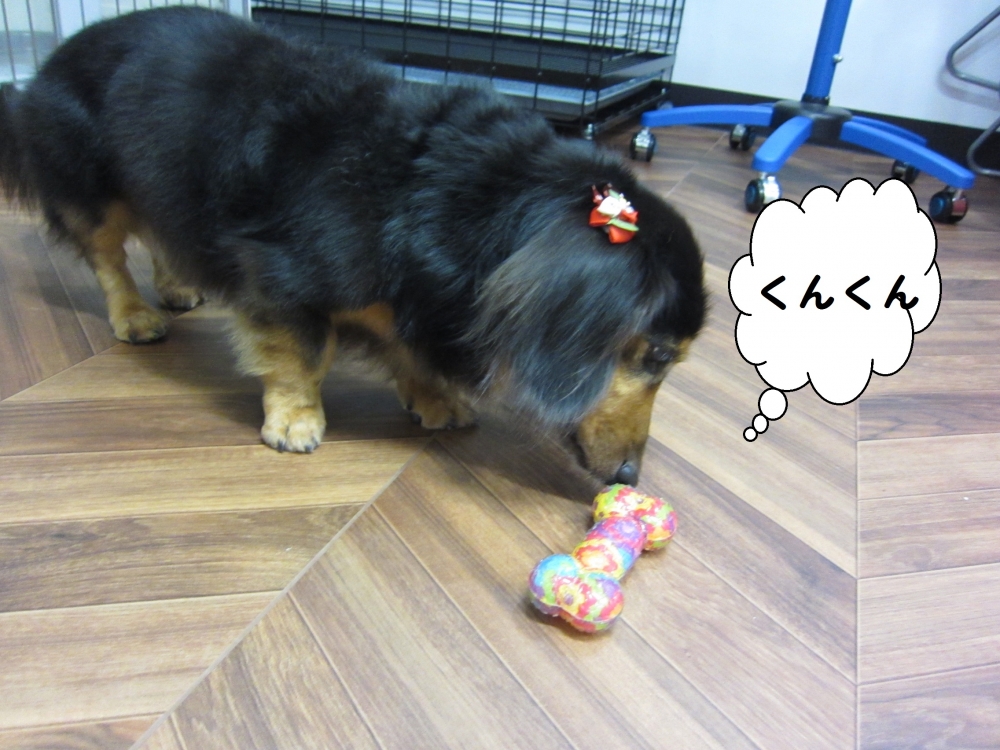 においをかぐミニチュアダックス