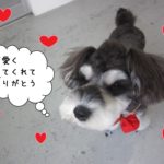 上目遣いMシュナ