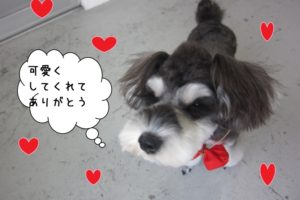 上目遣いMシュナ