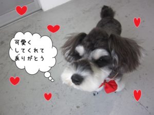 上目遣いMシュナ