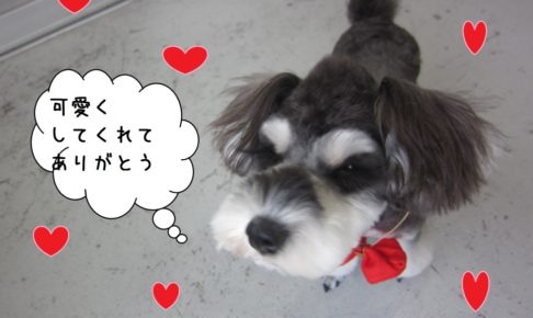 上目遣いMシュナ