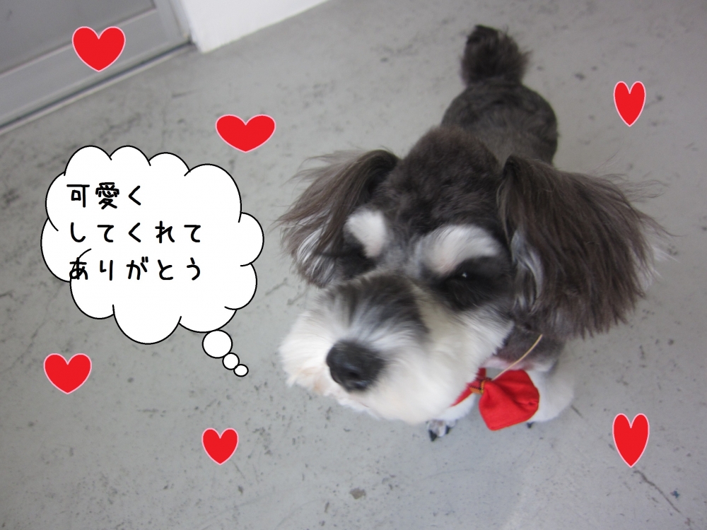 上目遣いMシュナ