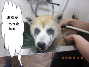 スパ中柴犬