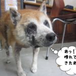おすまし柴犬