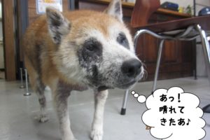 おすまし柴犬