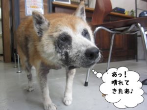 おすまし柴犬