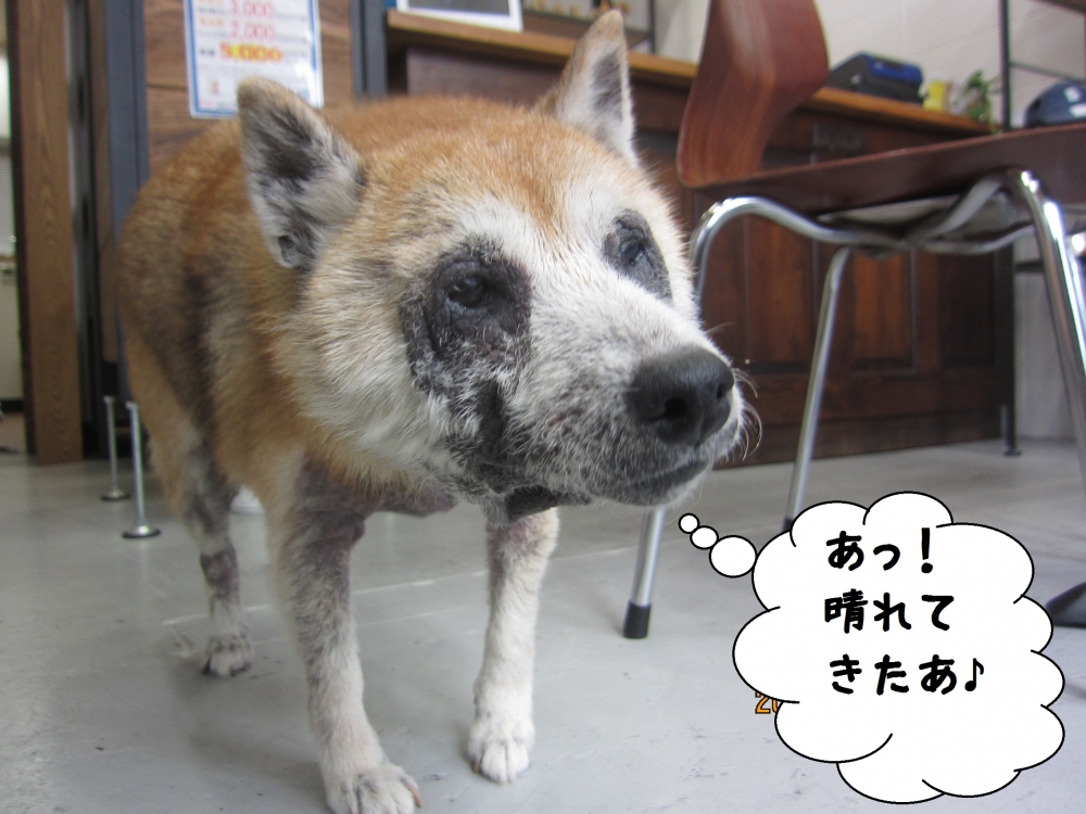 おすまし柴犬