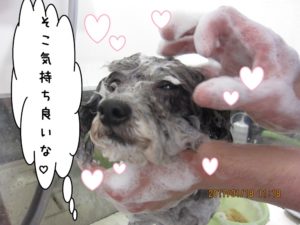 シャンプー中トイプードル