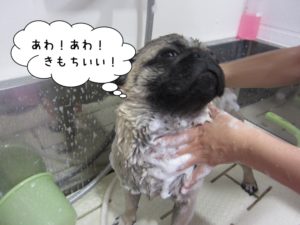 シャンプー中パグ