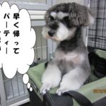 飛び出るMシュナ