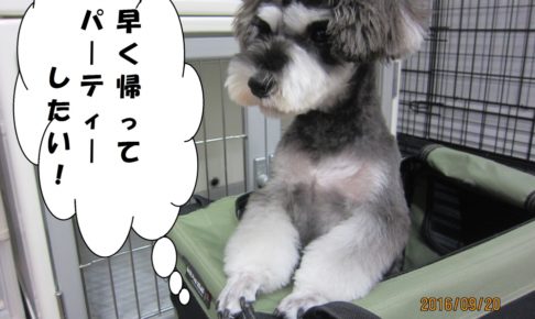 飛び出るMシュナ