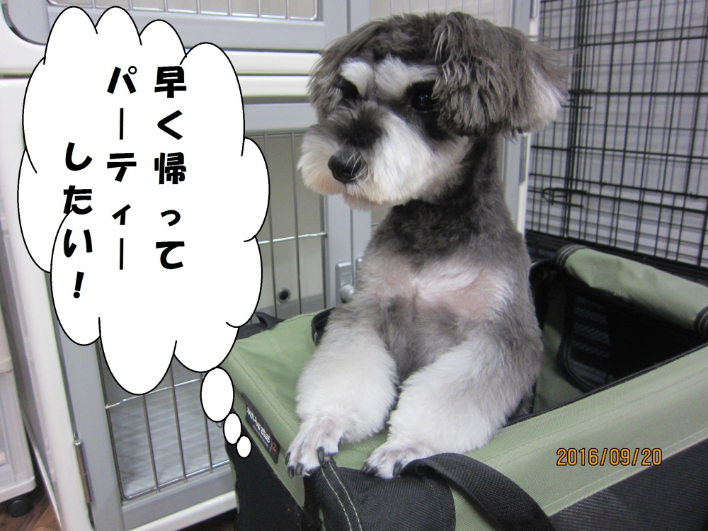 飛び出るMシュナ