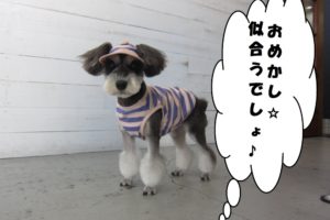 おめかしMシュナ