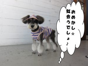 おめかしMシュナ
