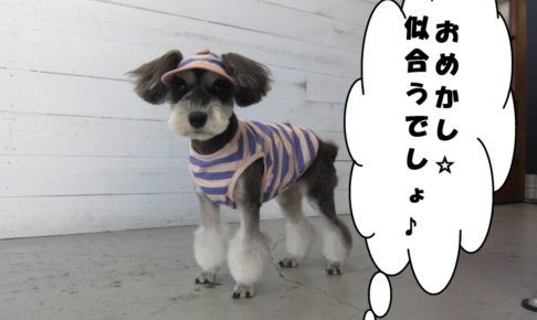 おめかしMシュナ