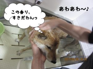 シャンプー中柴犬