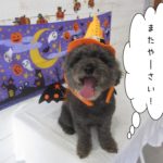 ハロウィントイプードル