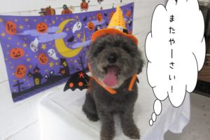 ハロウィントイプードル