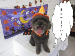 ハロウィントイプードル