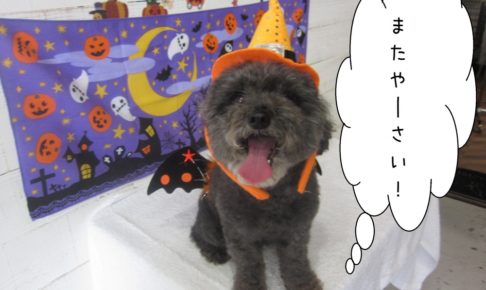 ハロウィントイプードル