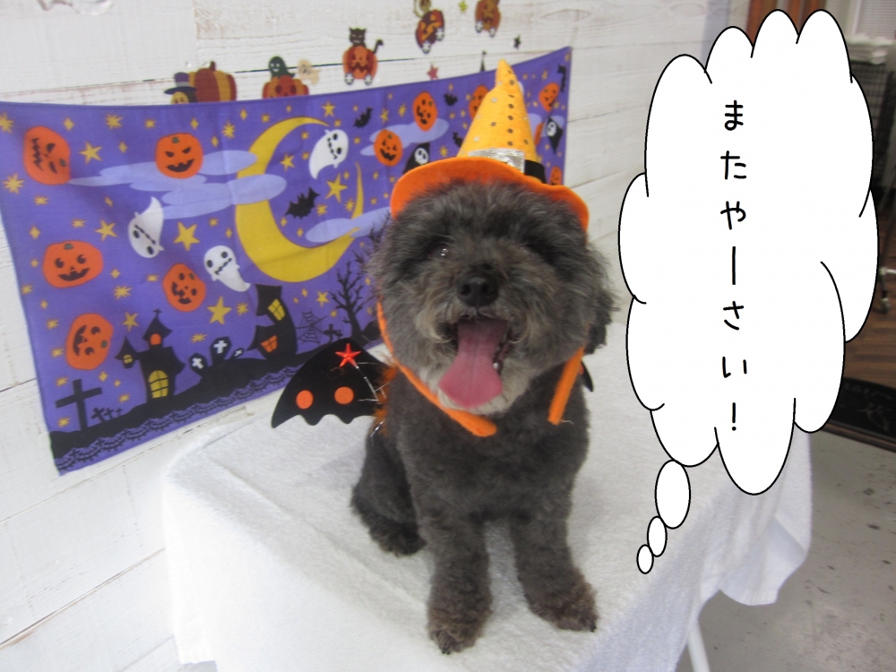 ハロウィントイプードル