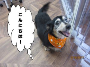 施術後ミニチュアダックス