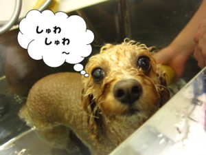 スパ中トイプードル