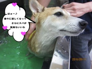 スパ中柴犬