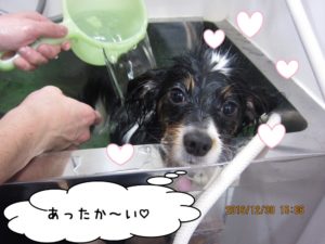 スパ中パピヨン