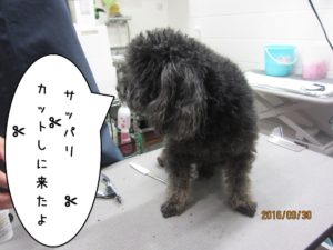 カット前トイプードル