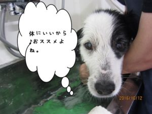 スパ中ボーダーコリー