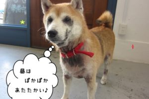 えっへん柴犬