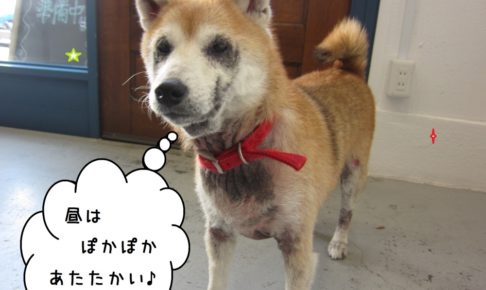 えっへん柴犬