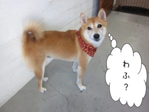 施術後柴犬