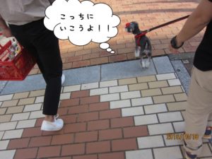 お散歩中Mシュナ