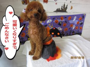 カット後トイプードル