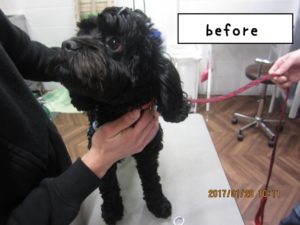 カット前トイプードル