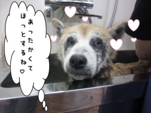 スパ中柴犬