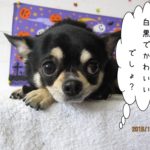 お目目くりくりチワワ