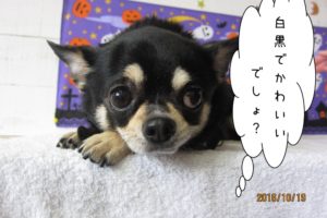 お目目くりくりチワワ