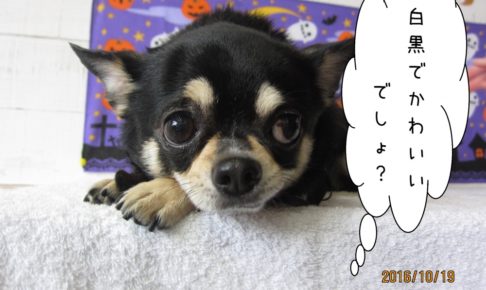 お目目くりくりチワワ