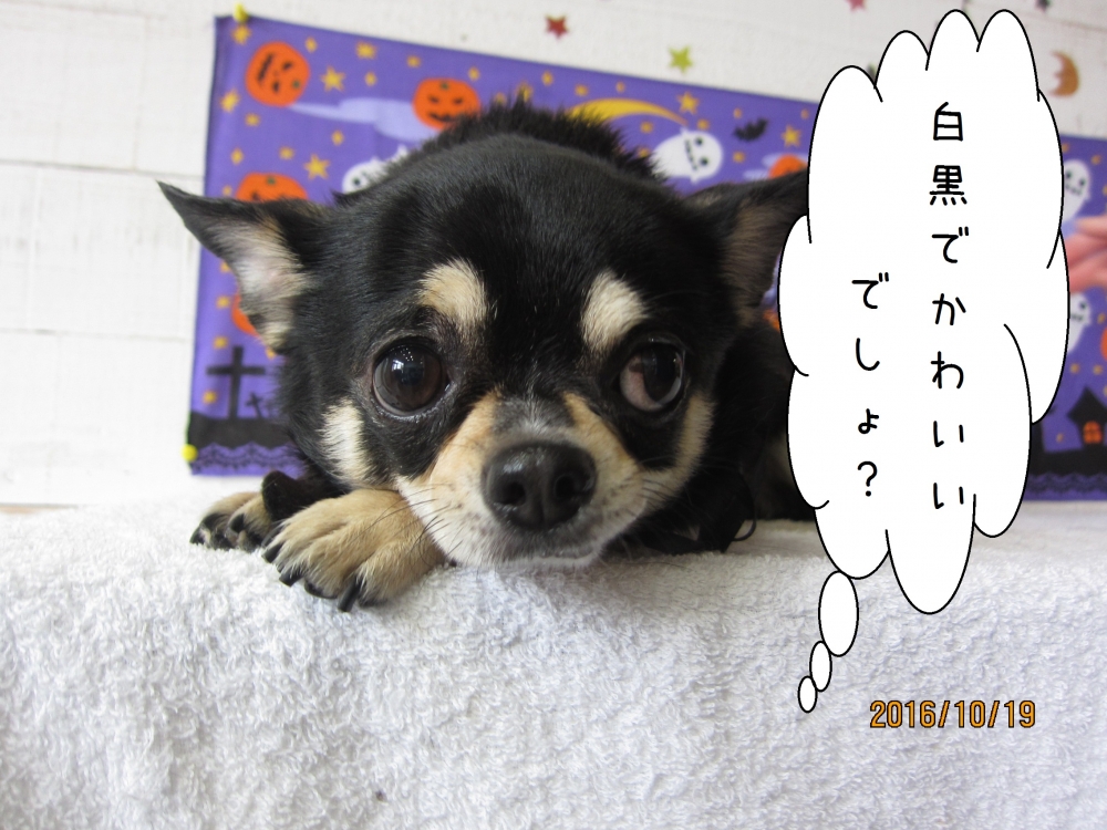 お目目くりくりチワワ