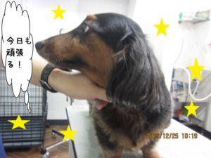 カット前ミニチュアダックス