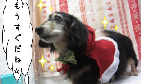 サンタさんミニチュアダックス