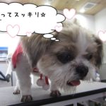 すっきりシーズー