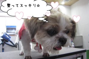 すっきりシーズー