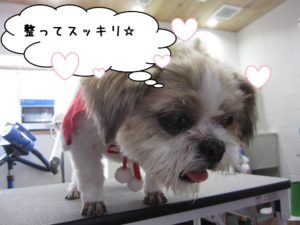 すっきりシーズー