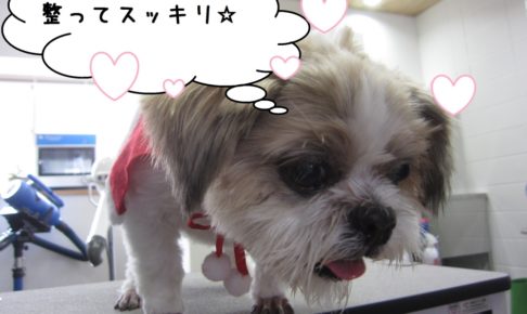 すっきりシーズー