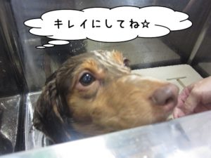 シャンプー中ミニチュアダックス